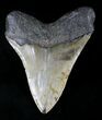 Huge Megalodon Tooth - North Carolina #21653-2